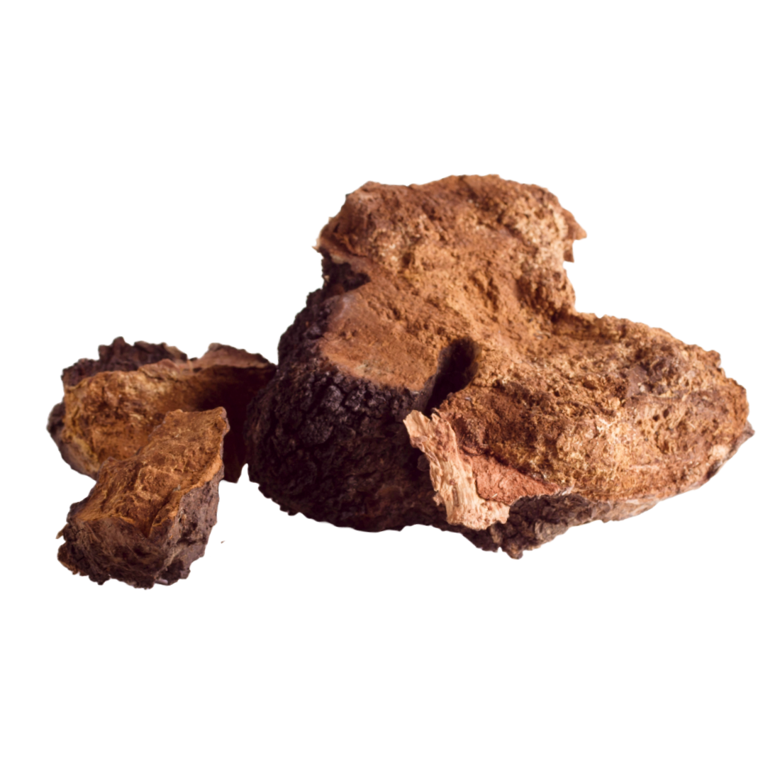 Chaga