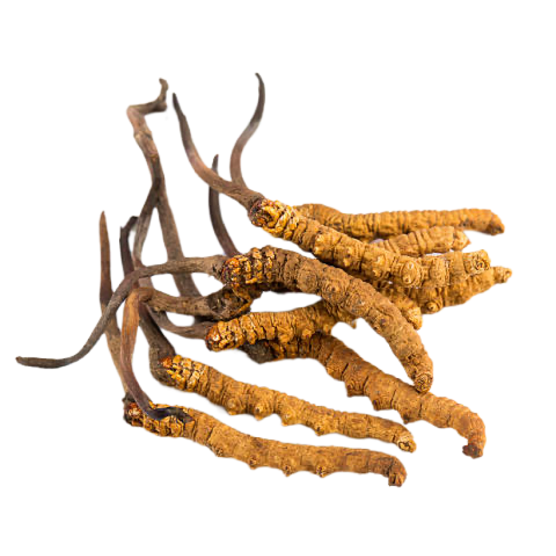 Cordyceps