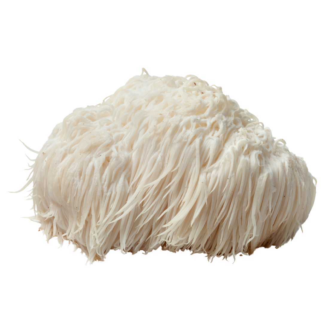 Lion's mane