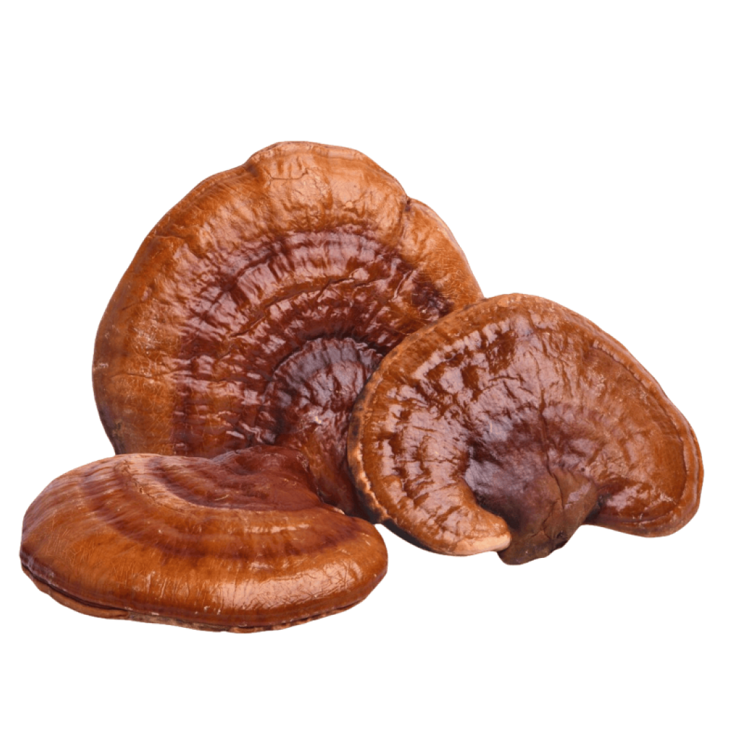 Reishi