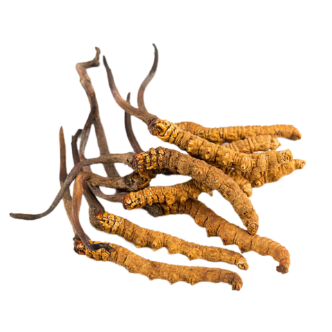 Cordyceps